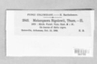 Melampsora bigelowii image